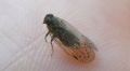 Reptalus sp.